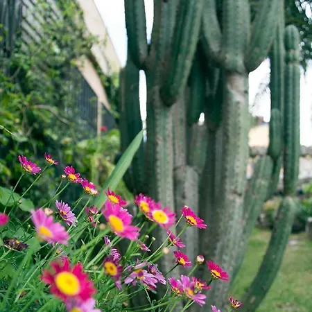Casa El Drago-tafira Baja Homestay szállás Las Palmas de Gran Canaria